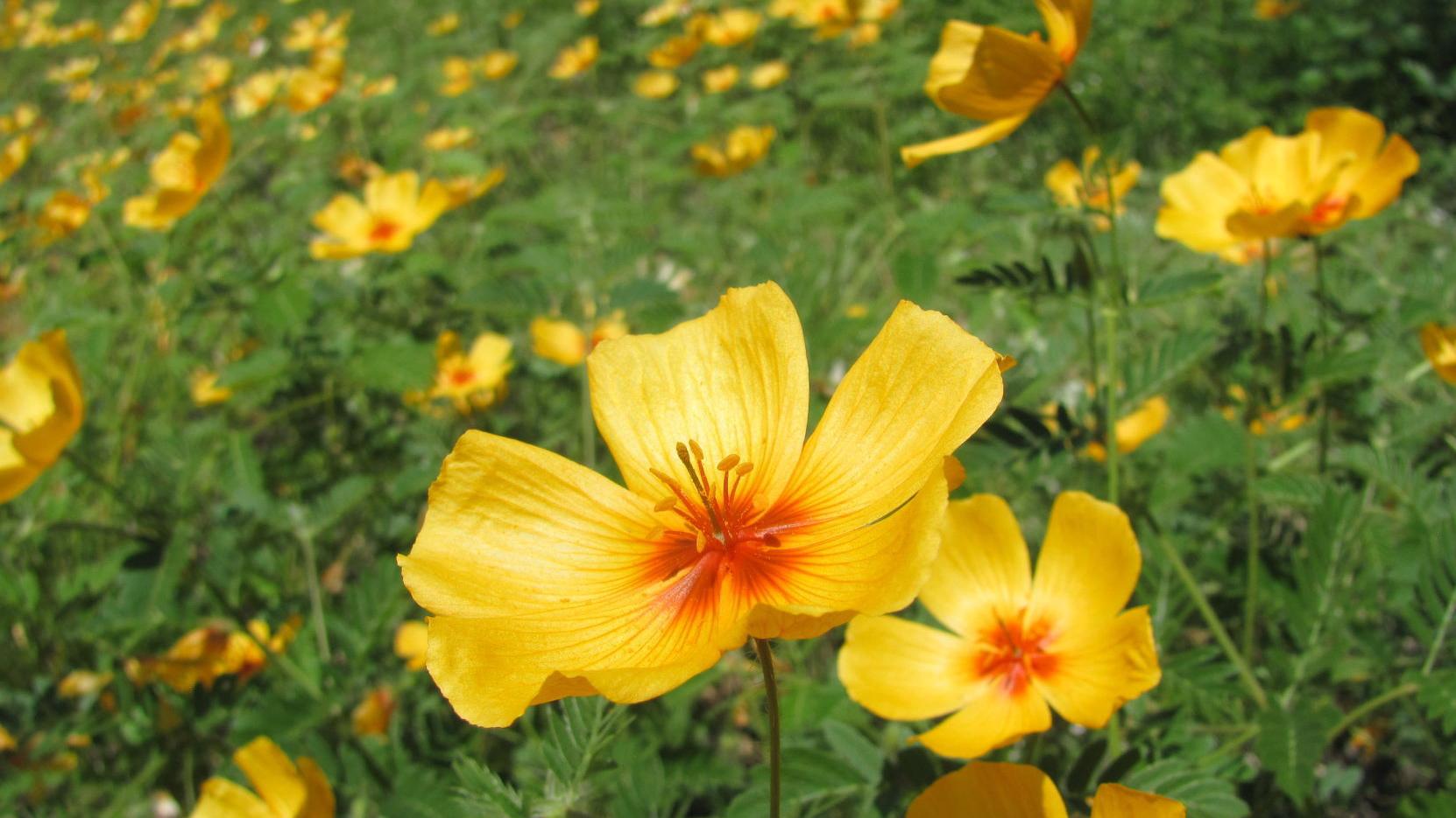 Tucson weather: Summer temperatures take a break for the weekend